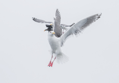 Larus schistisagus × glaucescens