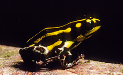 Ranitomeya flavovittata