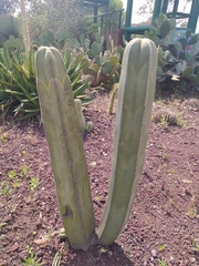 Lophocereus