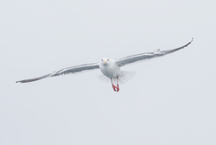 Larus schistisagus × glaucescens