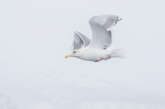 Larus schistisagus × glaucescens