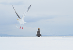 Larus schistisagus × glaucescens