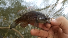 Dormitator latifrons