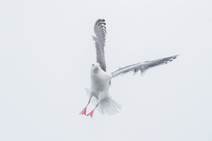 Larus schistisagus × glaucescens