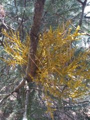 Arceuthobium abietis-religiosae