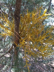 Arceuthobium abietis-religiosae