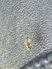 Dactylomyia lateralis