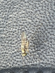 Dactylomyia lateralis