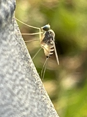 Dactylomyia lateralis