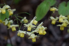 Epimedium × versicolor