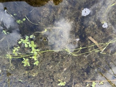 Callitriche heterophylla