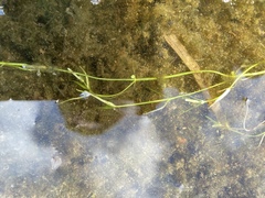 Callitriche heterophylla