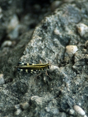 Zebratula flavonigra