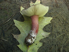 Russula torulosa image