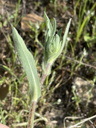 Hairy gumplant foliage