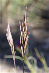 Rytidosperma setaceum