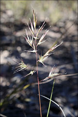 Rytidosperma setaceum