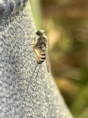Dactylomyia lateralis