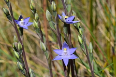 Thelymitra nuda