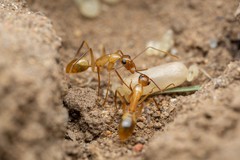 Camponotus festinatus