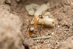 Camponotus festinatus