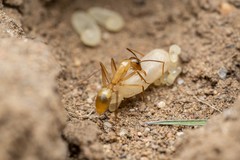 Camponotus festinatus