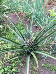 Ananas
