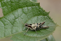 Digamacris