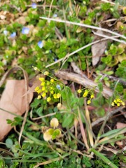 Draba nemorosa