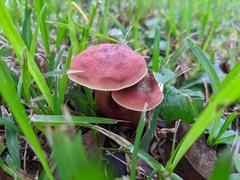 Hortiboletus rubellus image
