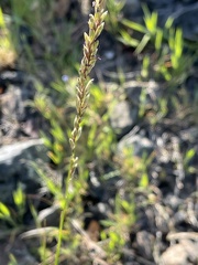 Melica californica