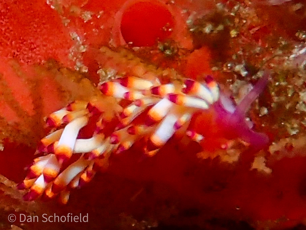 Coryphellina delicata