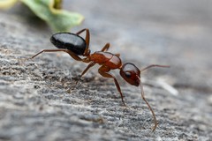 Camponotus sayi