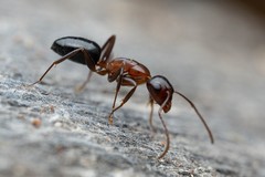 Camponotus sayi