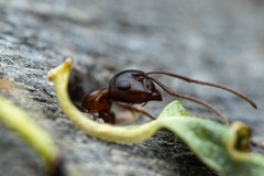Camponotus sayi