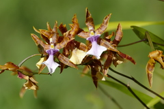 Miltonia clowesii
