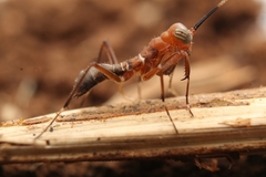 Mantoida