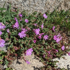 Epilobium obcordatum
