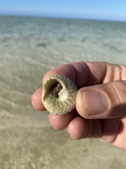 Clibanarius taeniatus