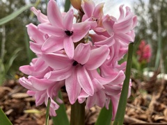 Hyacinthus