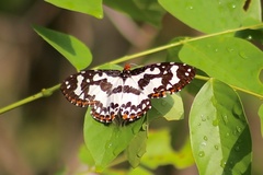 Pterothysanus laticilia