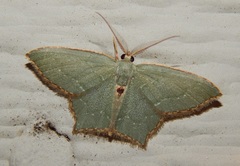 Chloropteryx tepperaria