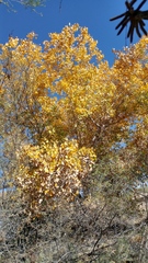 Populus deltoides wislizenii