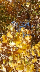 Populus deltoides wislizenii