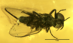 Greniera