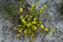 Hibbertia fasciculata