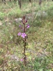 Buchnera floridana image