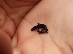 Lepidoblepharis sanctaemartae