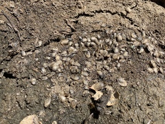 Cyzicus californicus