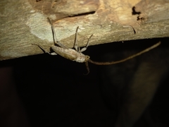 Gnaphalodes trachyderoides